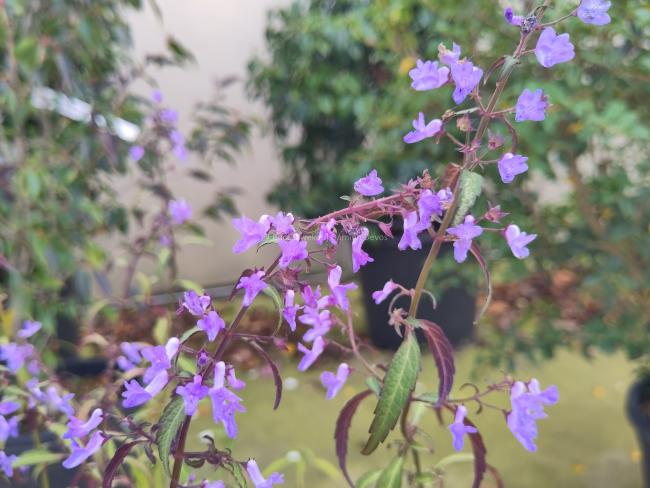 Isodon shikokianus var. intermedius