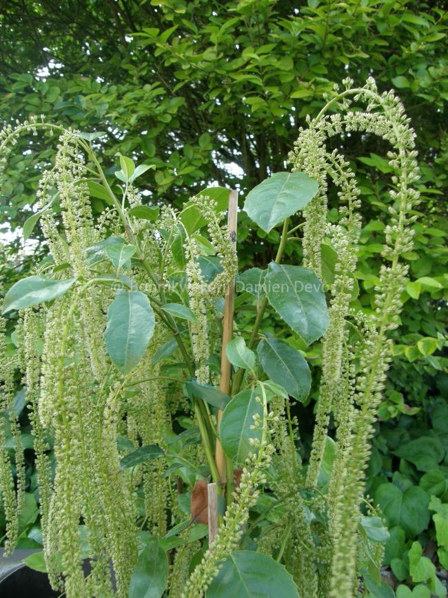 Itea ilicifolia