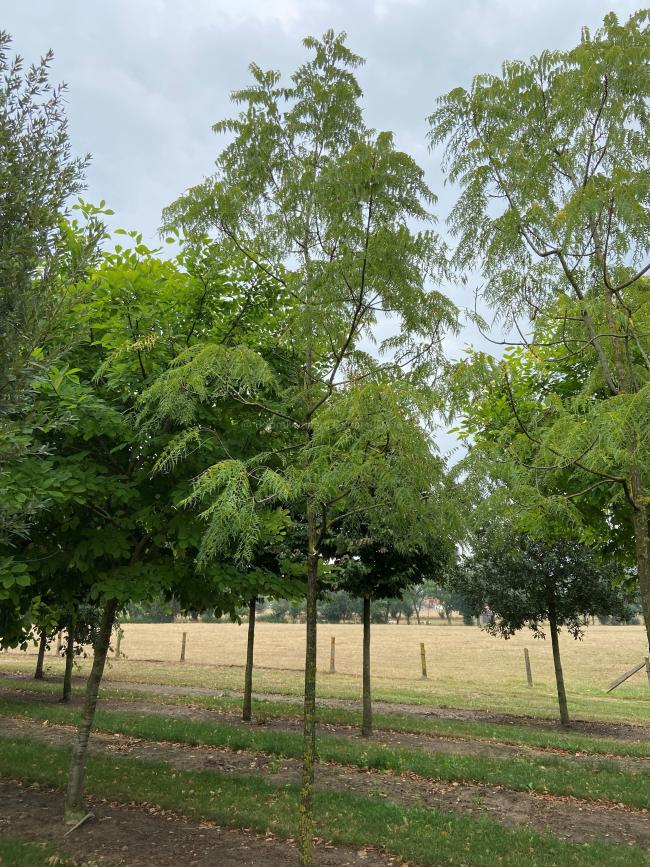 Juglans nigra 'Laciniata'