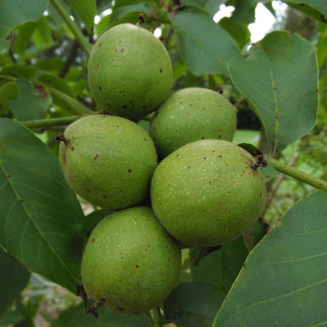 Juglans regia 'Ferjean' ®