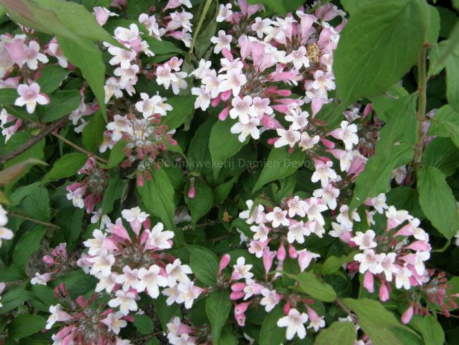 Kolkwitzia amabilis 'Eliane'