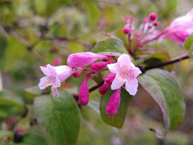 Kolkwitzia amabilis 'Eliane'