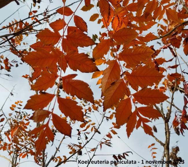 Koelreuteria paniculata