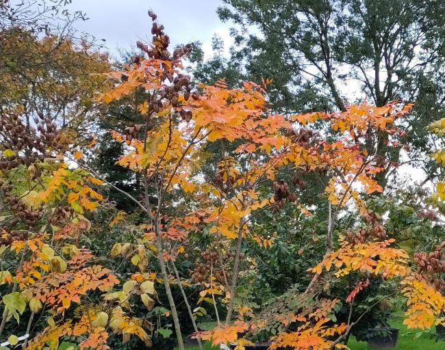 Koelreuteria paniculata