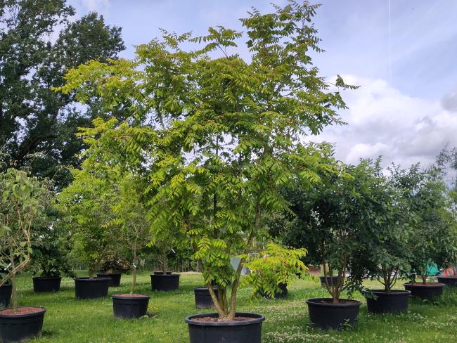 Koelreuteria paniculata 'Coral Sun' ®