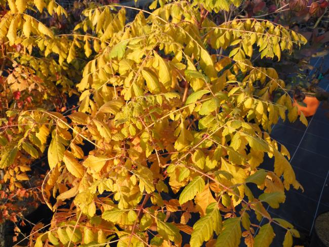 Koelreuteria paniculata 'Coral Sun' ®