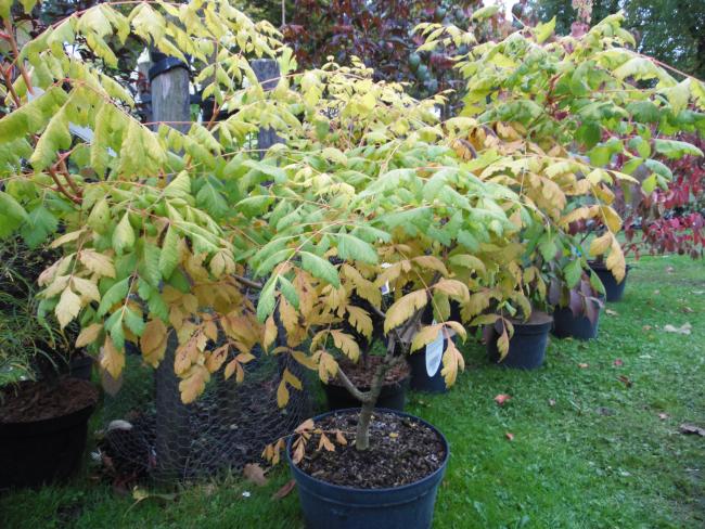 Koelreuteria paniculata 'Coral Sun' ®