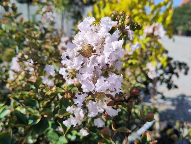 Lagerstroemia 'Apple Blossom' (ex Kalmthout)