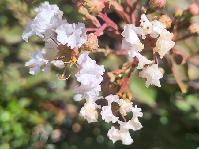 Lagerstroemia 'Acoma'