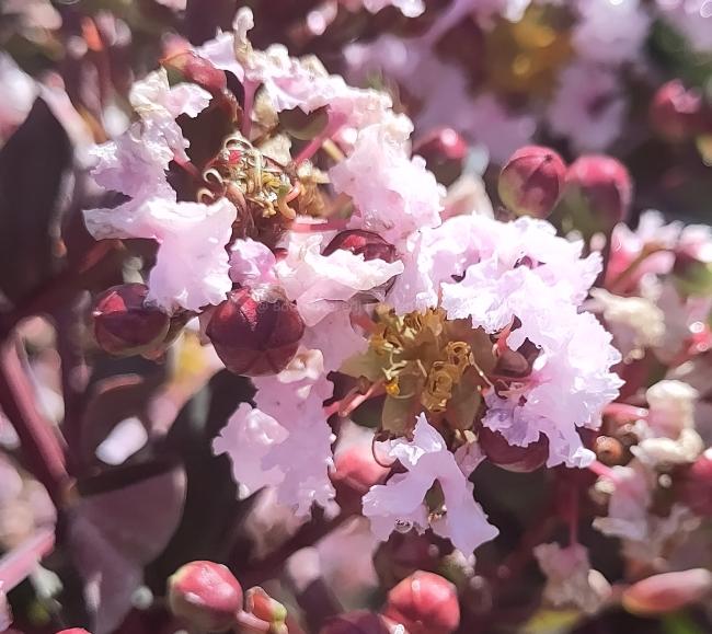 Lagerstroemia 'Burgundy Cotton'