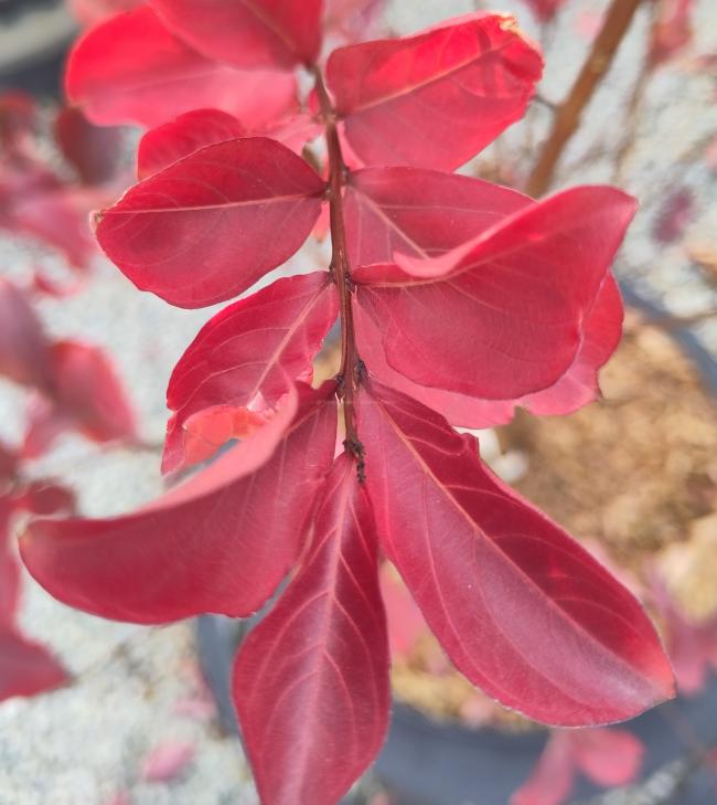 Lagerstroemia 'Burgundy Cotton'