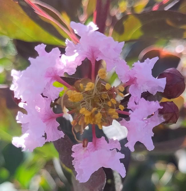 Lagerstroemia 'Burgundy Cotton'