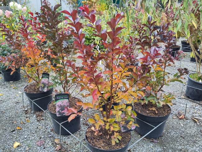 Lagerstroemia 'Burgundy Cotton'