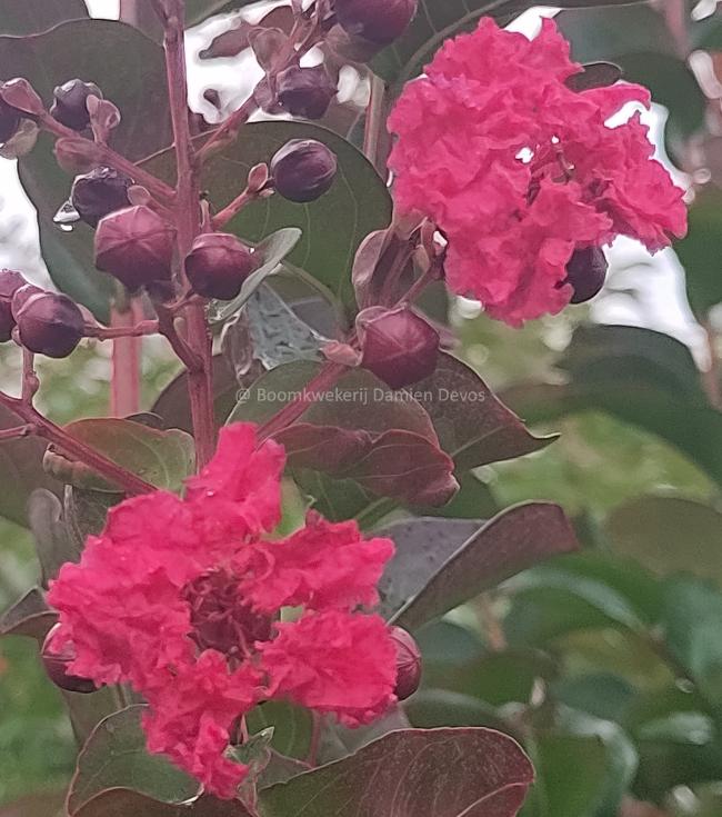 Lagerstroemia 'Dynamite'