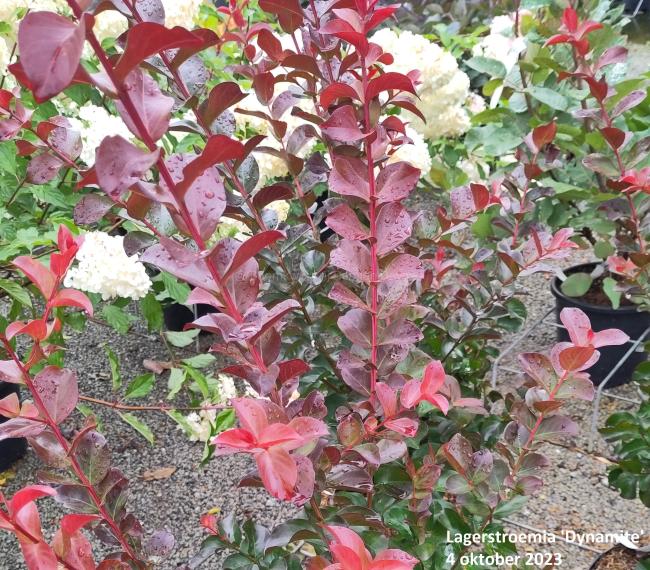 Lagerstroemia 'Dynamite'