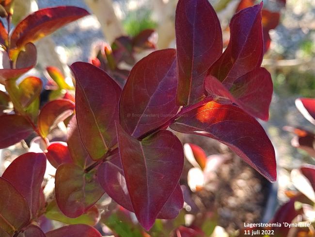 Lagerstroemia 'Dynamite'