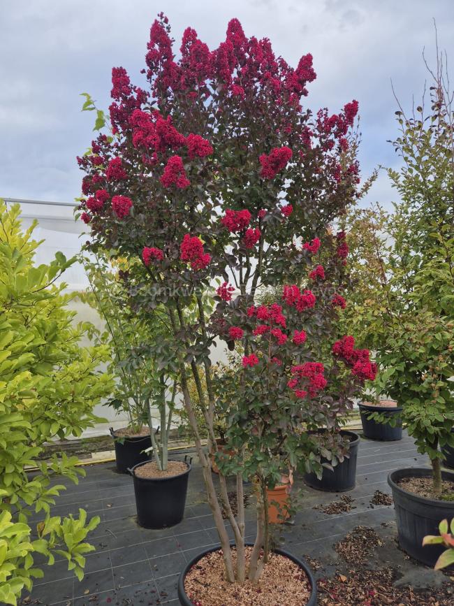 Lagerstroemia 'Dynamite'