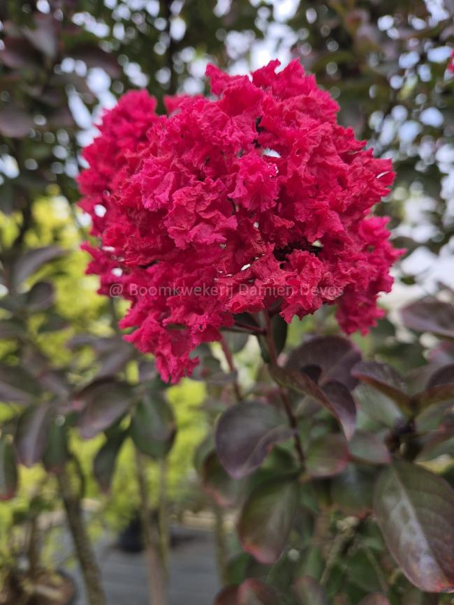Lagerstroemia 'Dynamite'