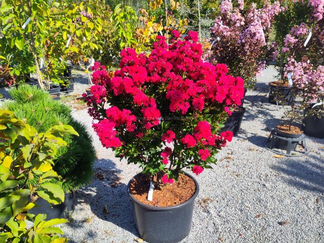 Lagerstroemia 'Enduring Red' ®