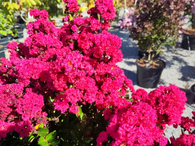 Lagerstroemia 'Enduring Red' ®
