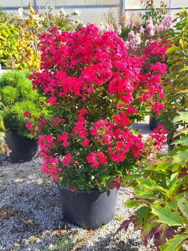 Lagerstroemia 'Enduring Red' ®