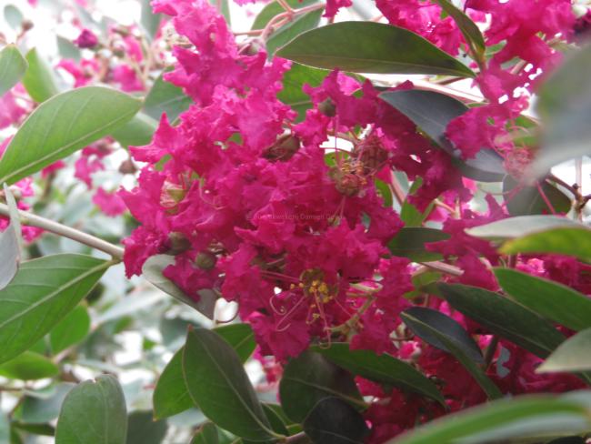 Lagerstroemia indica 'Turenne'