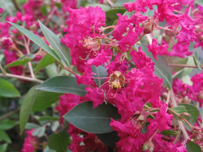Lagerstroemia indica 'Turenne'