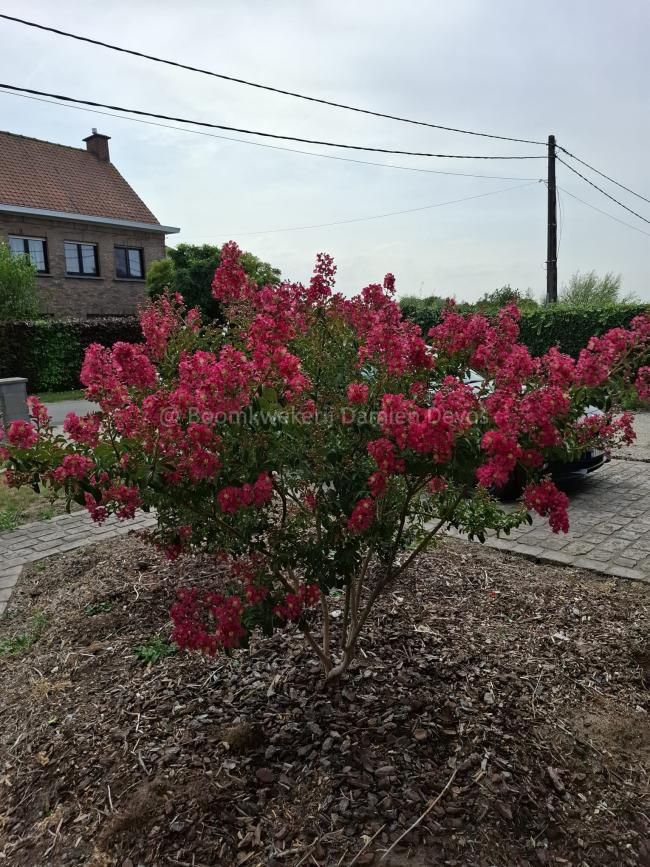 Lagerstroemia indica 'Turenne'