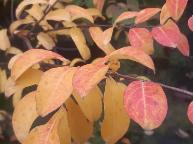 Lagerstroemia indica 'Turenne'