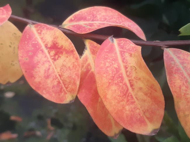 Lagerstroemia indica 'Turenne'