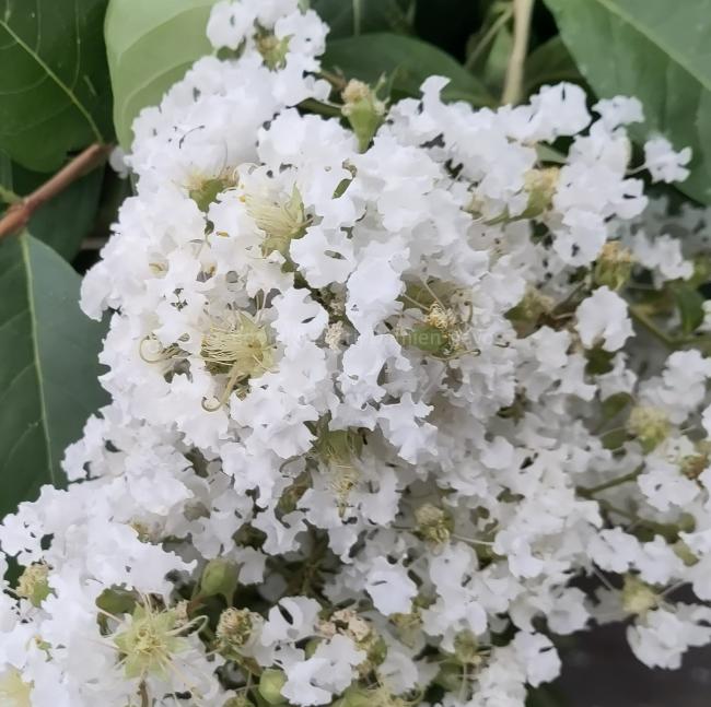 Lagerstroemia 'Natchez'