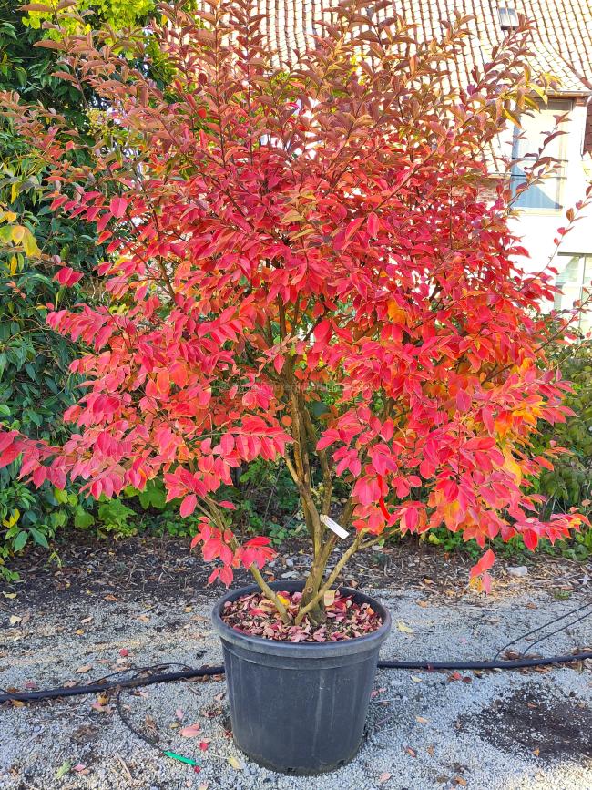 Lagerstroemia 'Natchez'