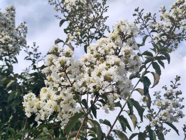 Lagerstroemia 'Sarah's Favorite'