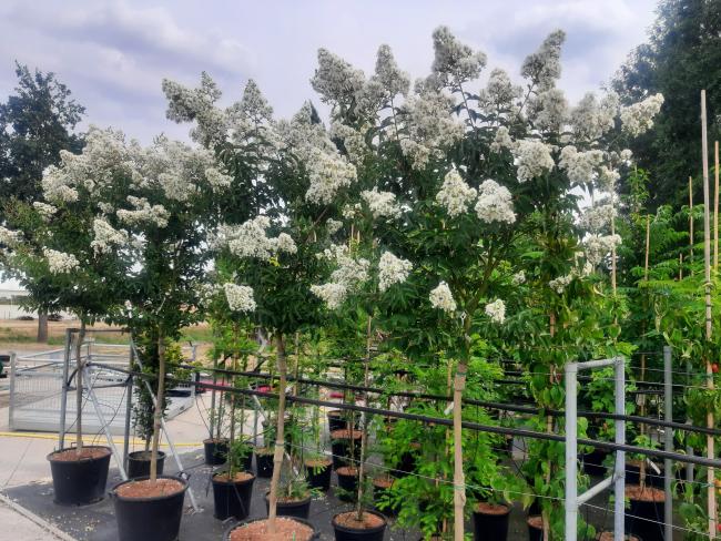 Lagerstroemia 'Sarah's Favorite'