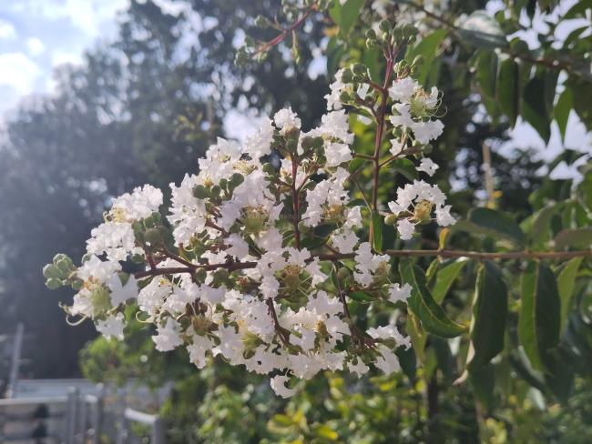 Lagerstroemia 'Sarah's Favorite'