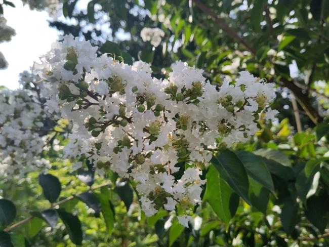 Lagerstroemia 'Sarah's Favorite'