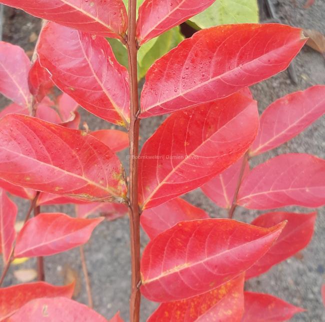 Lagerstroemia 'Sarah's Favorite'