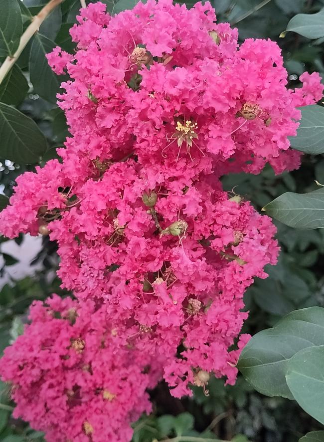 Lagerstroemia 'Tuskegee'