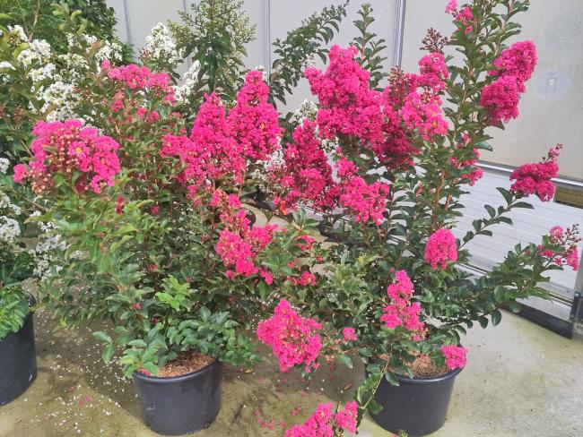 Lagerstroemia 'Tuskegee'