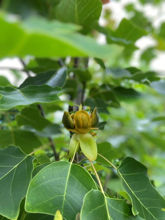 Liriodendron chinense