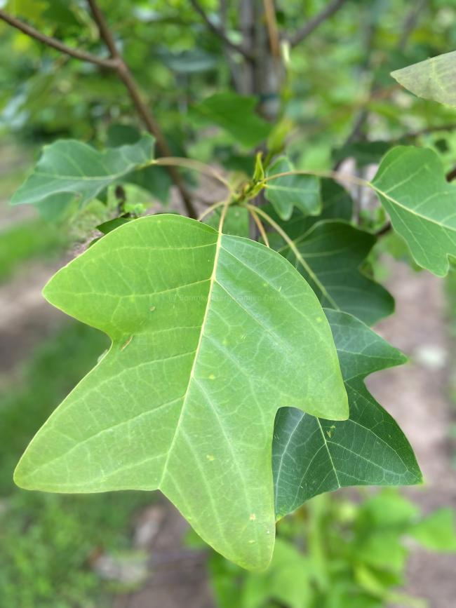 Liriodendron chinense