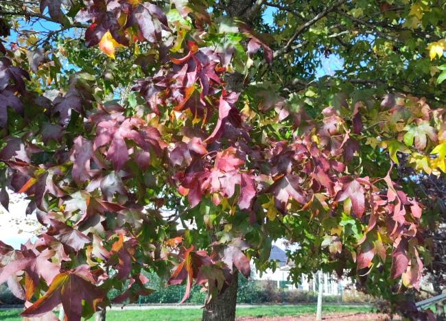 Liquidambar styraciflua 'Autumn Color Globe'