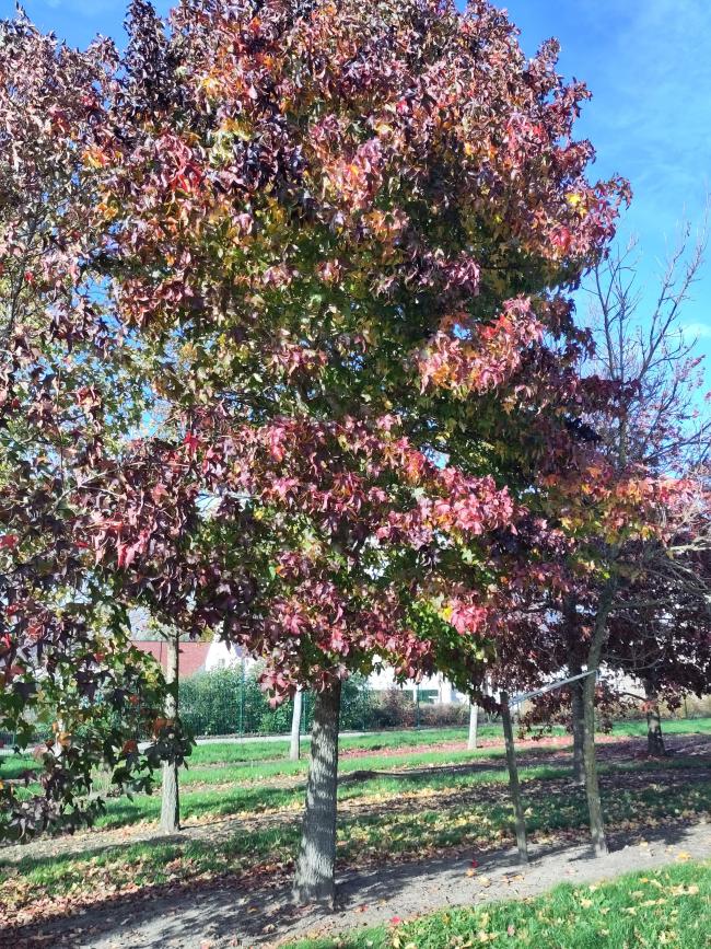 Liquidambar styraciflua 'Autumn Color Globe'