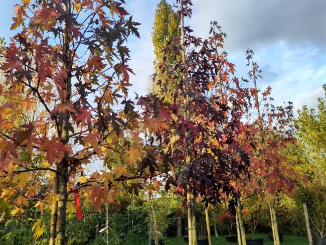 Liquidambar styraciflua 'Andrew Hewson'