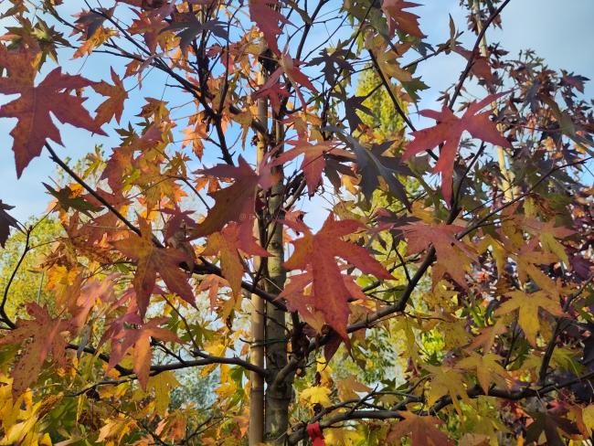 Liquidambar styraciflua 'Andrew Hewson'