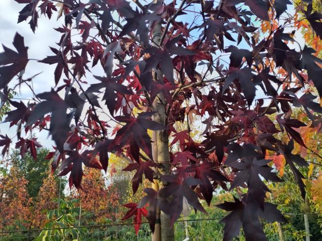 Liquidambar styraciflua 'Andrew Hewson'