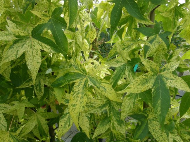 Liquidambar styraciflua 'Aurea'
