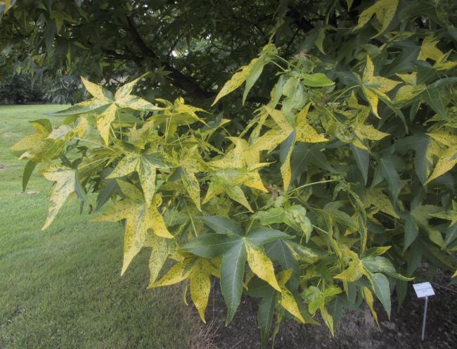 Liquidambar styraciflua 'Aurea'