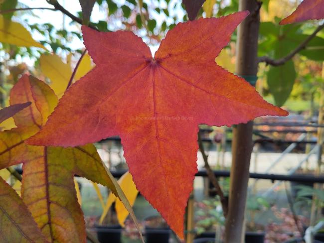 Liquidambar styraciflua 'Fame Forever' (= 'Roemer 4')