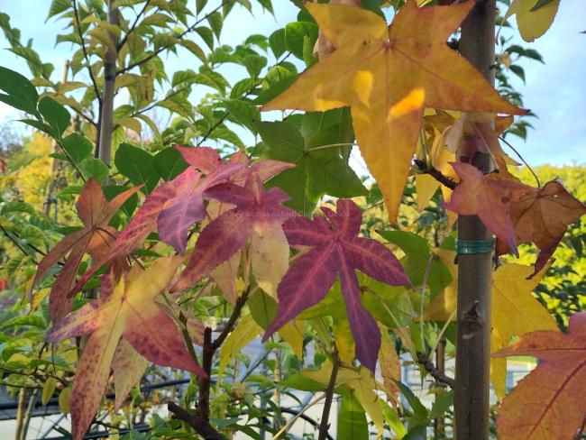 Liquidambar styraciflua 'Fame Forever' (= 'Roemer 4')